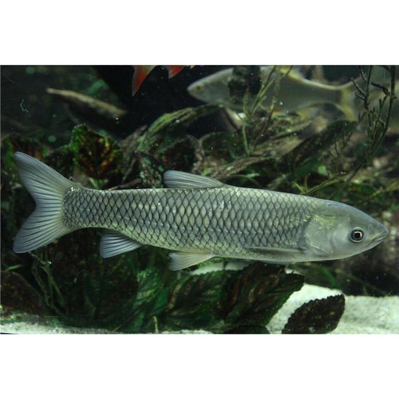 Hypophtralmichthys molitrix - imagine 3